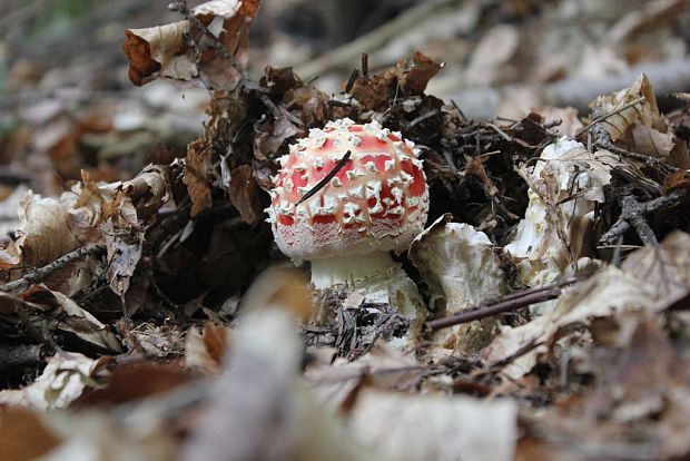 muchotrávka červená Amanita muscaria (L.) Lam.