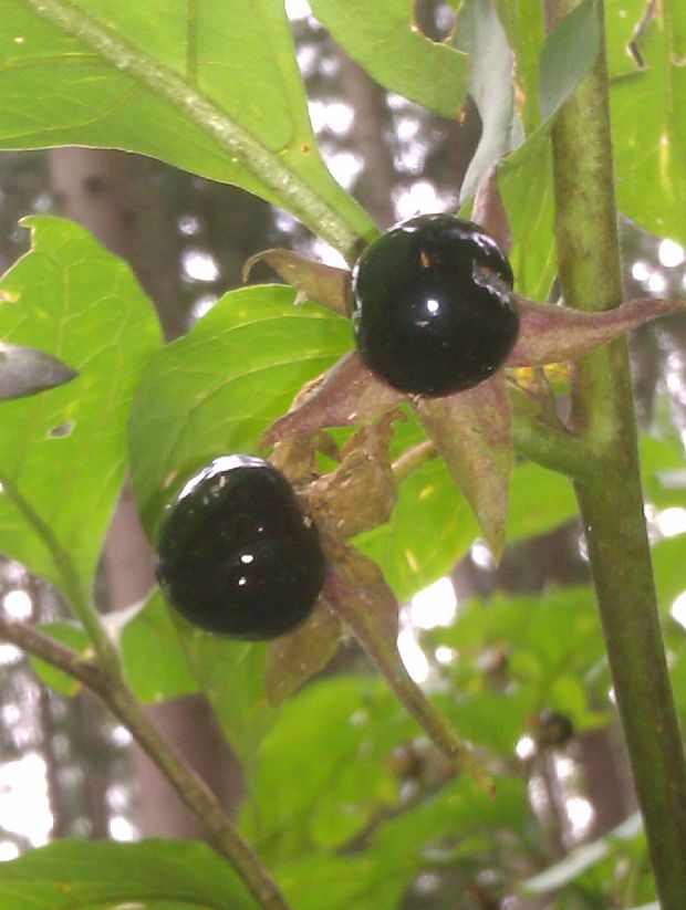 ľuľkovec zlomocný Atropa bella-donna L.