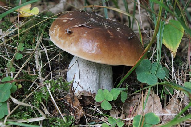 hríb smrekový Boletus edulis Bull.