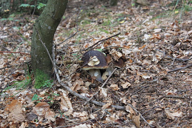 hríb smrekový Boletus edulis Bull.