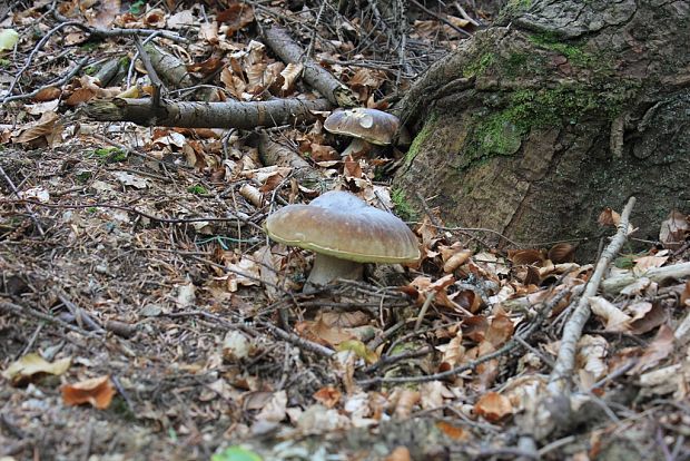 hríb dubový Boletus reticulatus Schaeff.