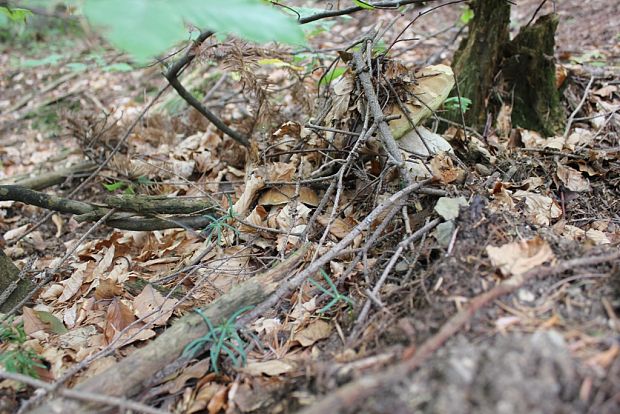 hríb dubový Boletus reticulatus Schaeff.