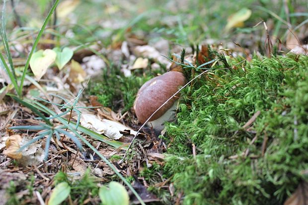 hríb dubový Boletus reticulatus Schaeff.