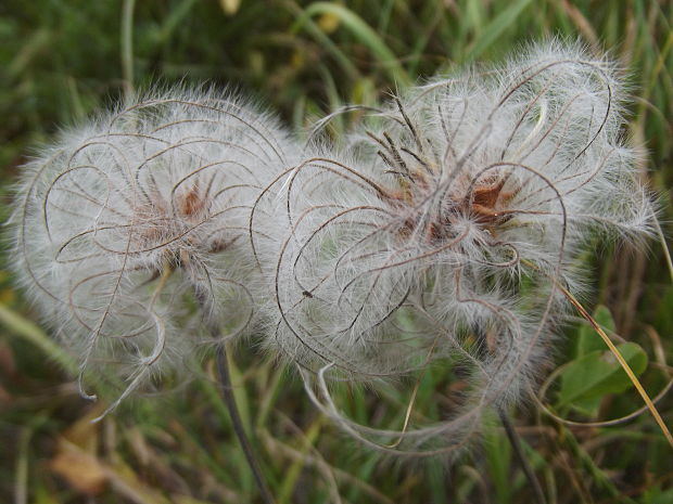 plamienok celistvolistý Clematis integrifolia L.