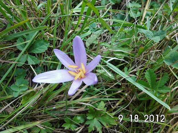 jesienka obyčajná Colchicum autumnale L.