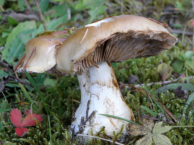 pavučinovec Cortinarius sp.