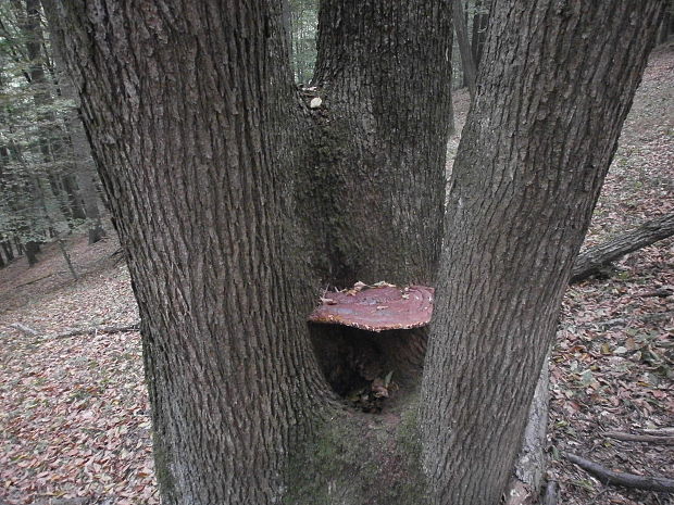 lesklokôrovka plochá Ganoderma applanatum (Pers.) Pat.