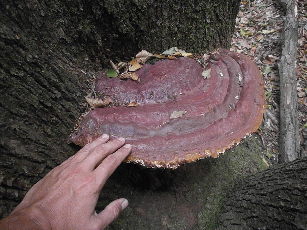 lesklokôrovka plochá Ganoderma applanatum (Pers.) Pat.