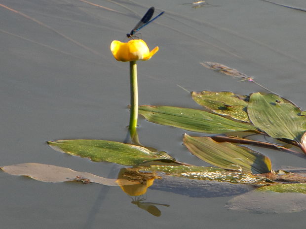 leknica žltá Nuphar lutea (L.) Sm.