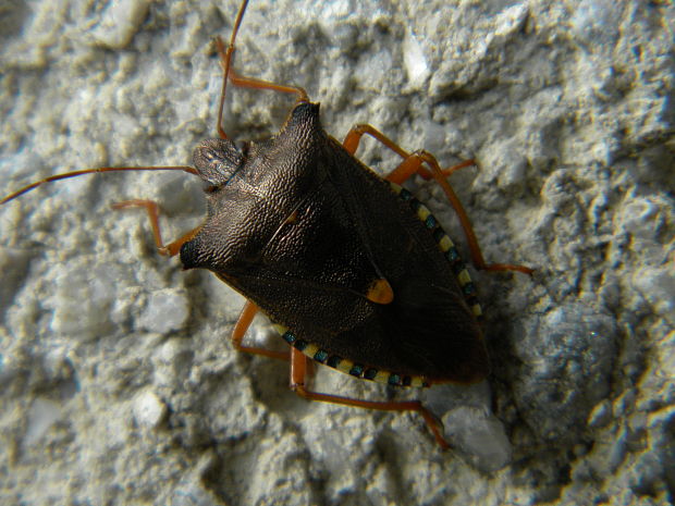 bzdocha červenonohá Pentatoma rufipes