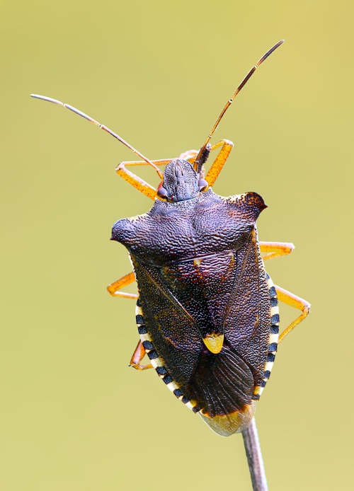 bzdocha červenonohá Pentatoma rufipes