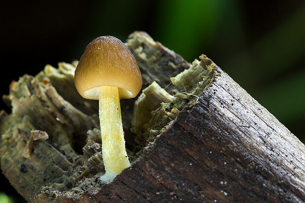 štítovka Pluteus sp.