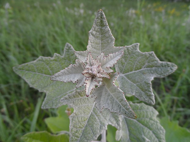 topoľ biely Populus alba L.