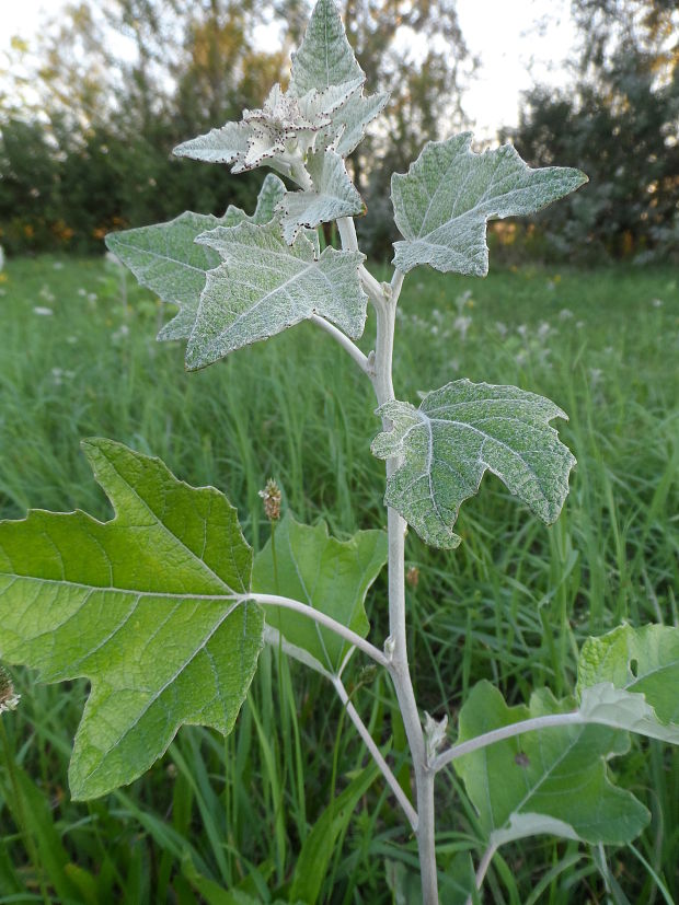 topoľ biely Populus alba L.