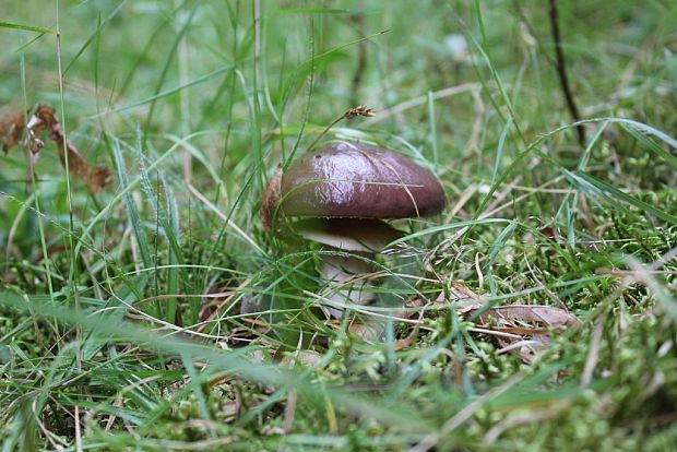 masliak obyčajný Suillus luteus (L.) Roussel