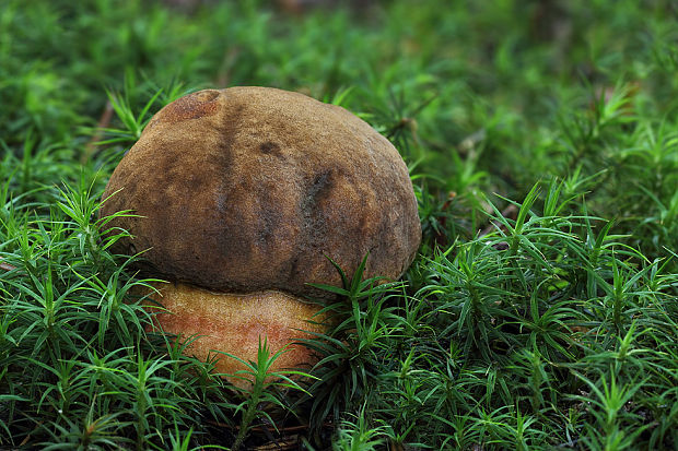 hríb zrnitohlúbikový Sutorius luridiformis (Rostk.) G. Wu & Zhu L. Yang