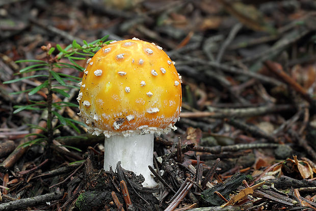 muchotrávka červená Amanita muscaria (L.) Lam.