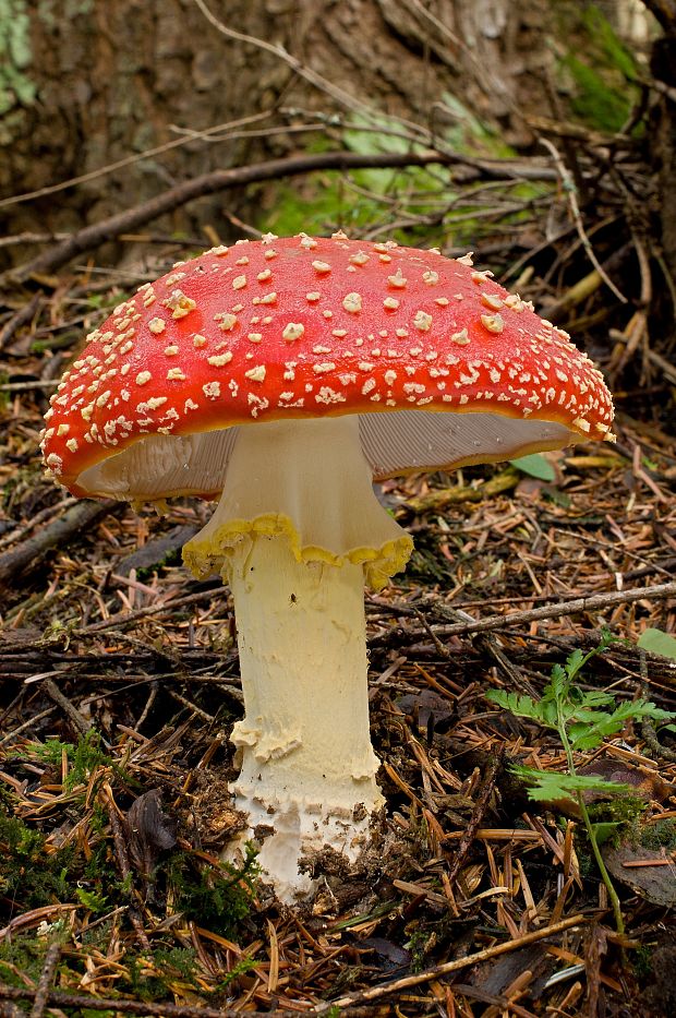 muchotrávka červená Amanita muscaria (L.) Lam.