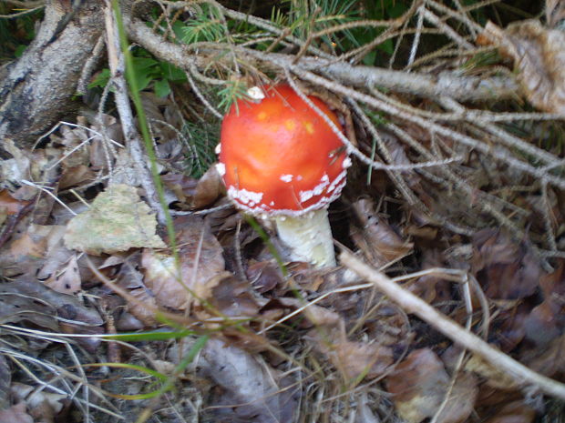 muchotrávka červená Amanita muscaria (L.) Lam.