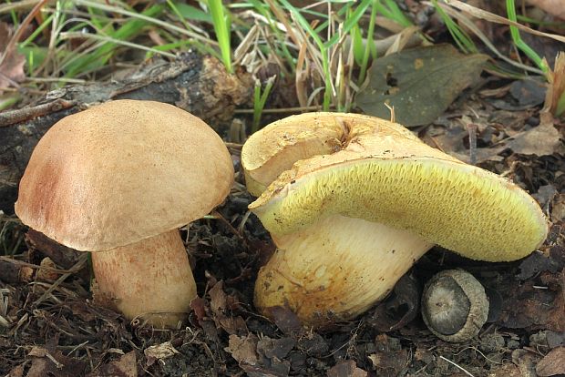 suchohríb moravský Aureoboletus moravicus (Václ. Vacek) Klofac