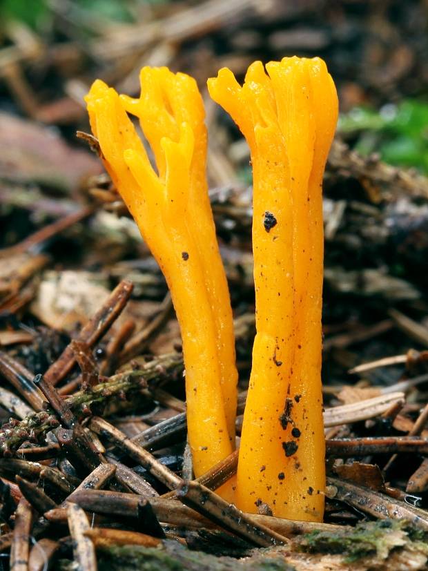 parôžkovec lepkavý Calocera viscosa (Pers.) Fr.