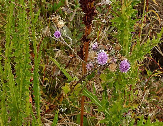 pichliač úzkolistý Cirsium brachycephalum Jur.