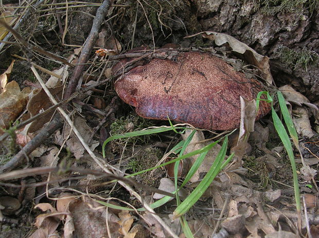 pečeňovec dubový Fistulina hepatica (Schaeff.) With.