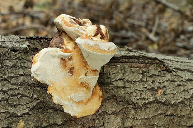 práchnovček pásikavý Fomitopsis pinicola (Sw.) P. Karst.