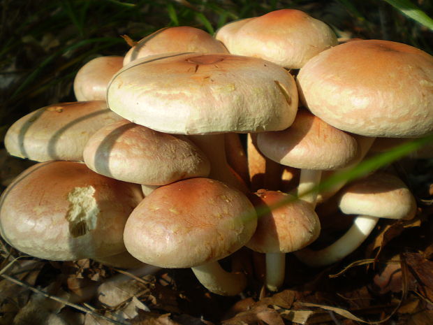 strapcovka tehlovočervená Hypholoma lateritium (Schaeff.) P. Kumm.