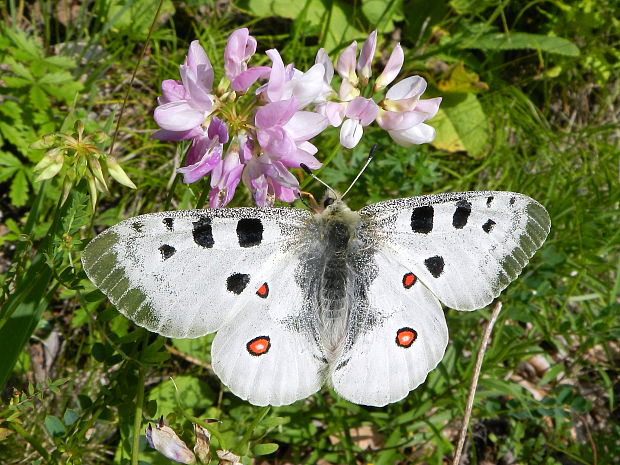 jasoň červenooký Parnassius apollo