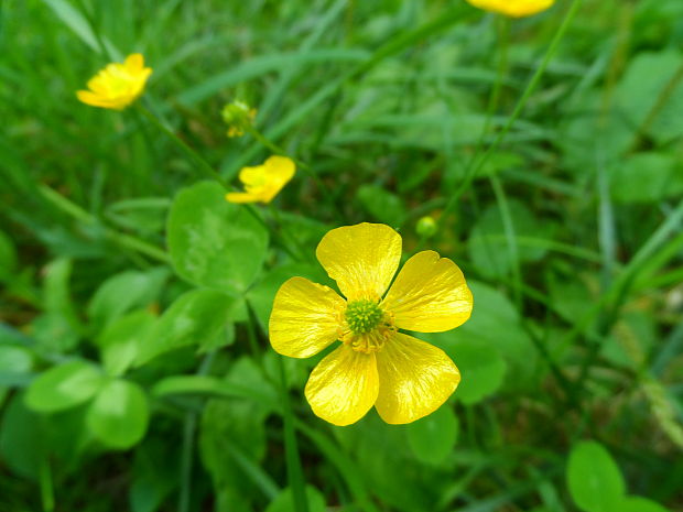 iskerník prudký Ranunculus acris L.