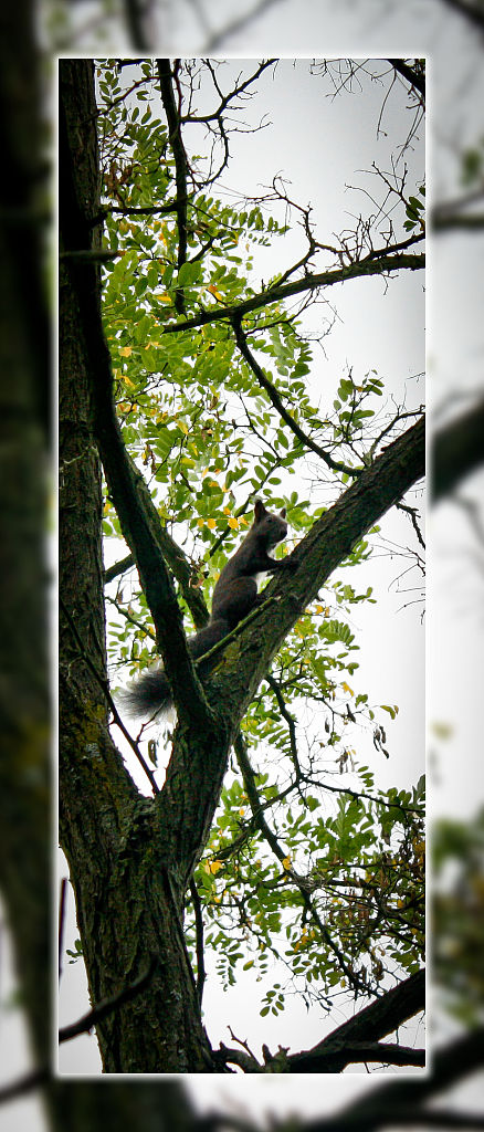 veverica obyčajná Sciurus vulgaris