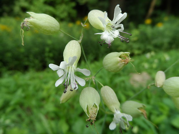 silenka obyčajná Silene vulgaris (Moench) Garcke