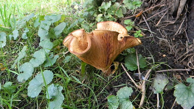 čechračka Paxillus sp.