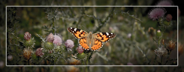 babôčka bodliaková vanessa cardui