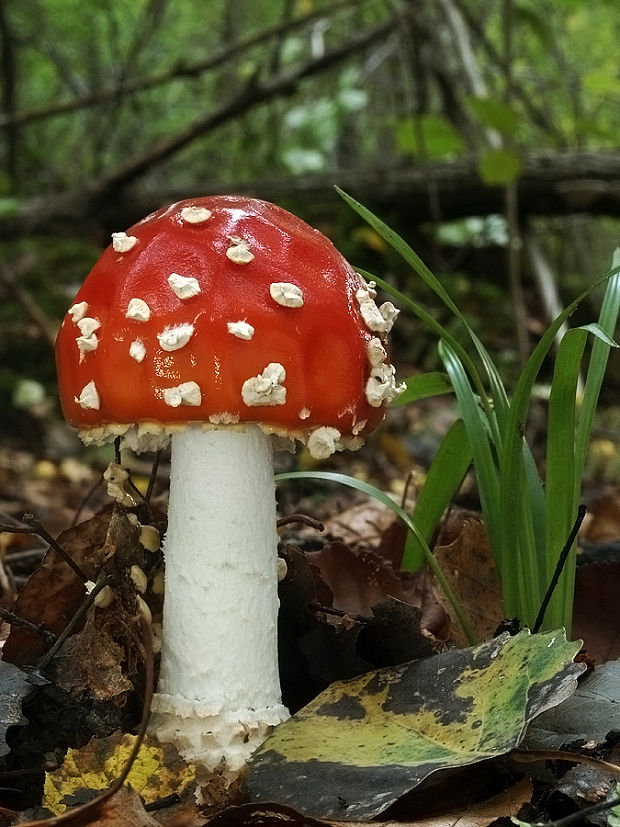 muchotrávka červená Amanita muscaria (L.) Lam.