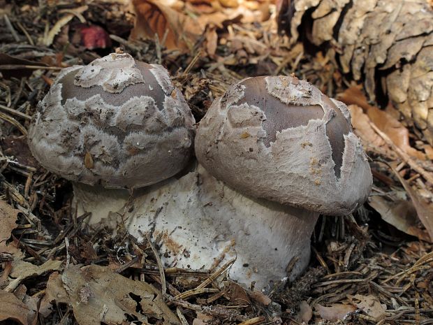 muchotrávka porfýrovosivá Amanita porphyria Alb. & Schwein.