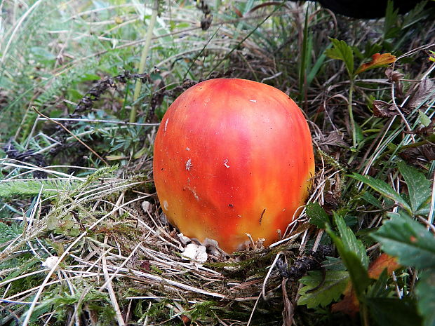 muchotrávka Amanita sp.