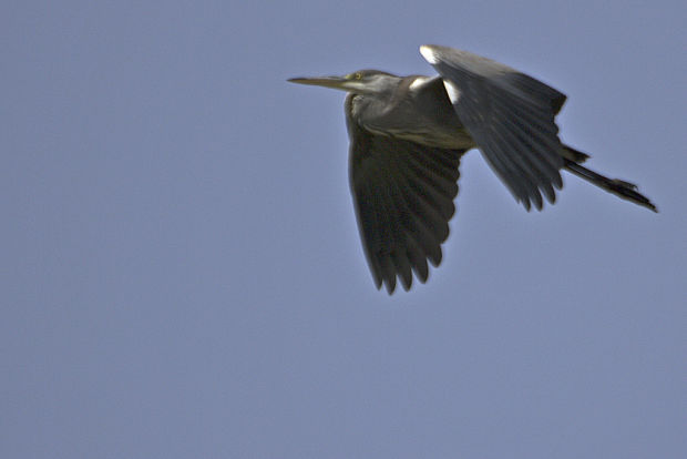 volavka popolavá Ardea cinerea