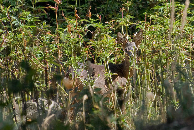 srnec hôrny Capreolus capreolus