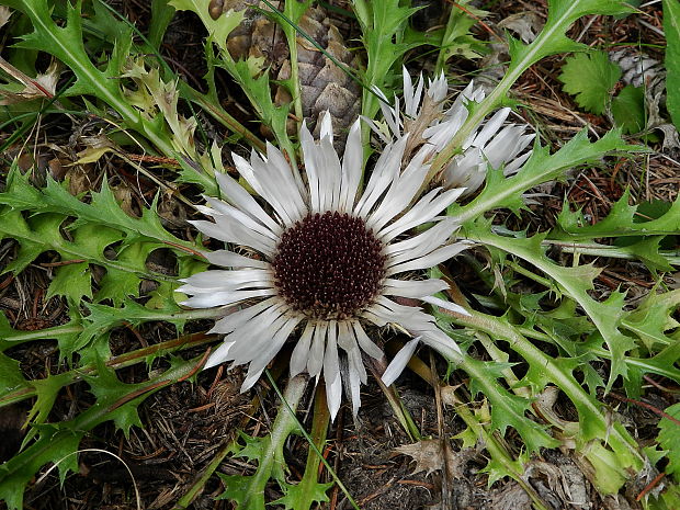 krasovlas bezbyľový pravý Carlina acaulis subsp. acaulis L.