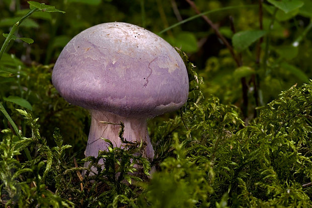 pavučinovec Cortinarius sp.