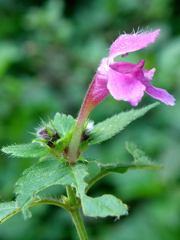 konopnica páperistá Galeopsis pubescens Besser