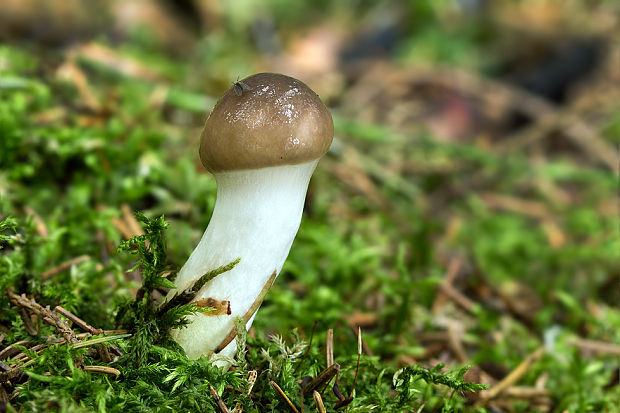 sliziak mazľavý Gomphidius glutinosus (Schaeff.) Fr.