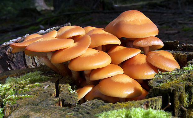 šupinačka menlivá Kuehneromyces mutabilis (Schaeff.) Singer & A.H. Sm.