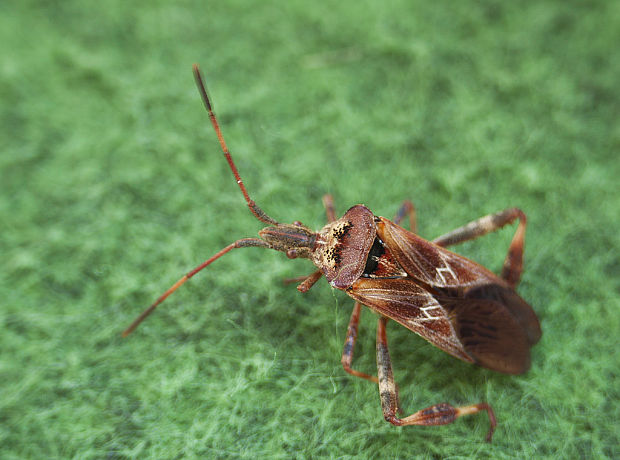 obrubnica americká Leptoglossus occidentalis