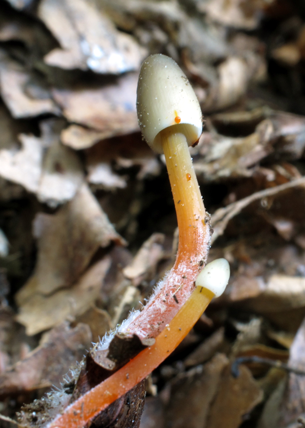 prilbička šafranová Mycena crocata (Schrad.) P. Kumm.