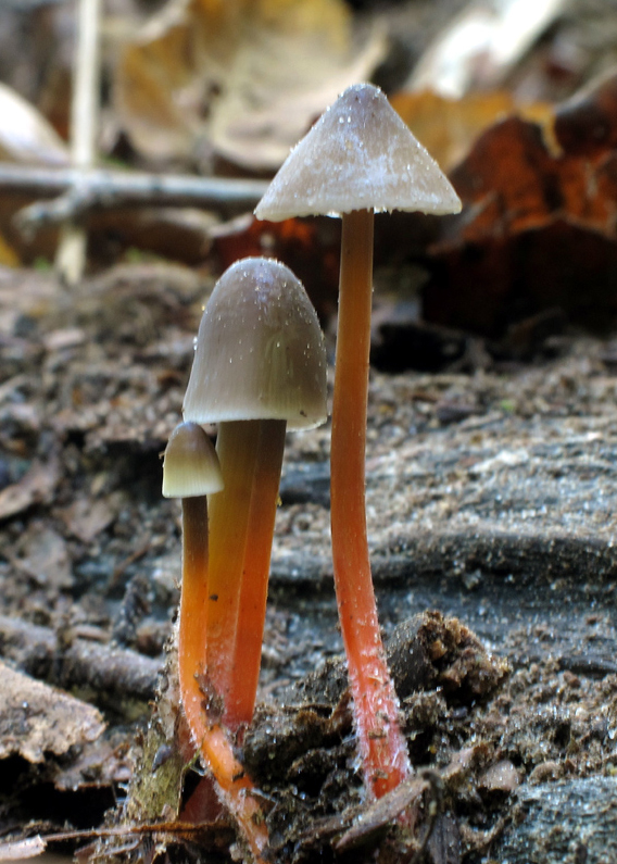 prilbička šafranová Mycena crocata (Schrad.) P. Kumm.