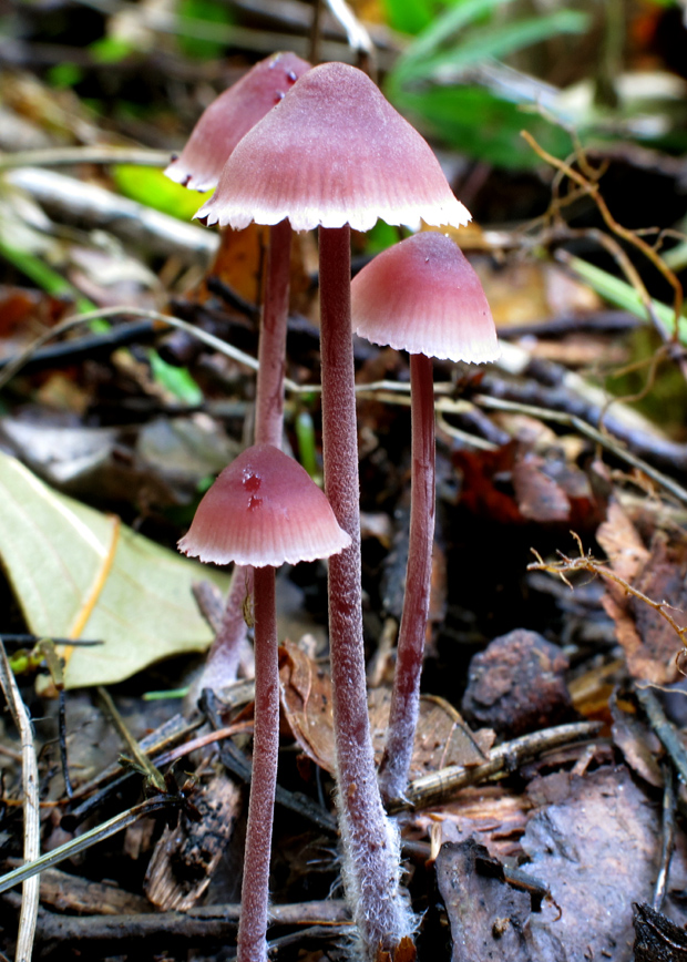 prilbička krvavá Mycena sanguinolenta (Alb. & Schwein.) P. Kumm.