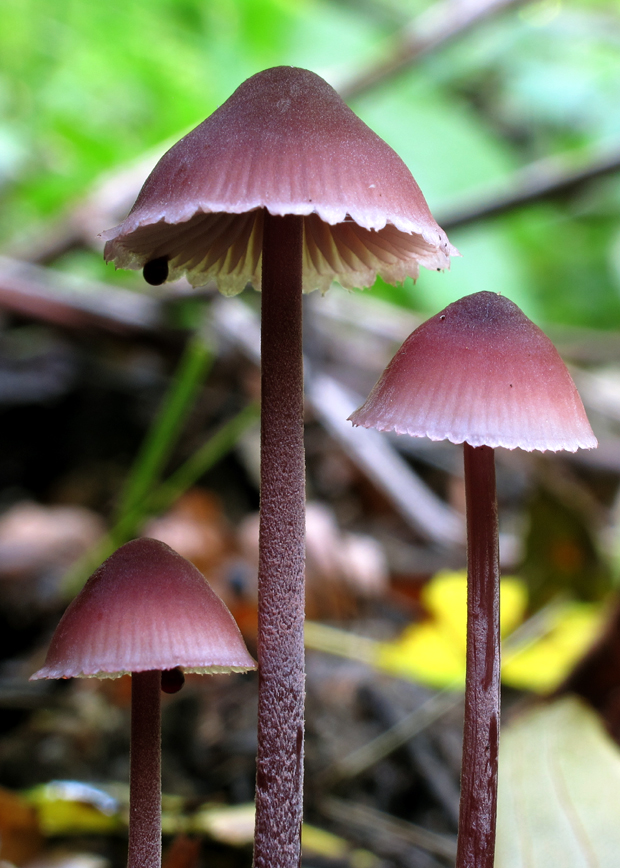 prilbička krvavá Mycena sanguinolenta (Alb. & Schwein.) P. Kumm.